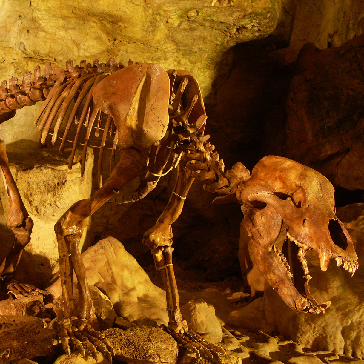 Bärenskelett in einer Höhle