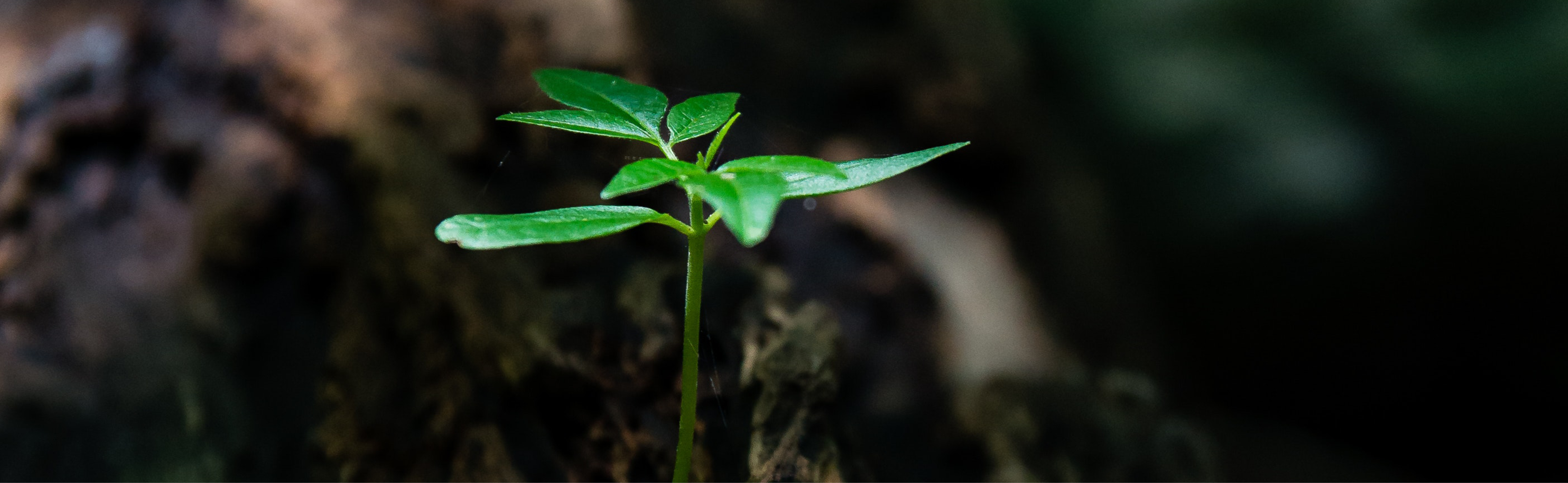 Kleine junge Pflanze wächst aus der Erde