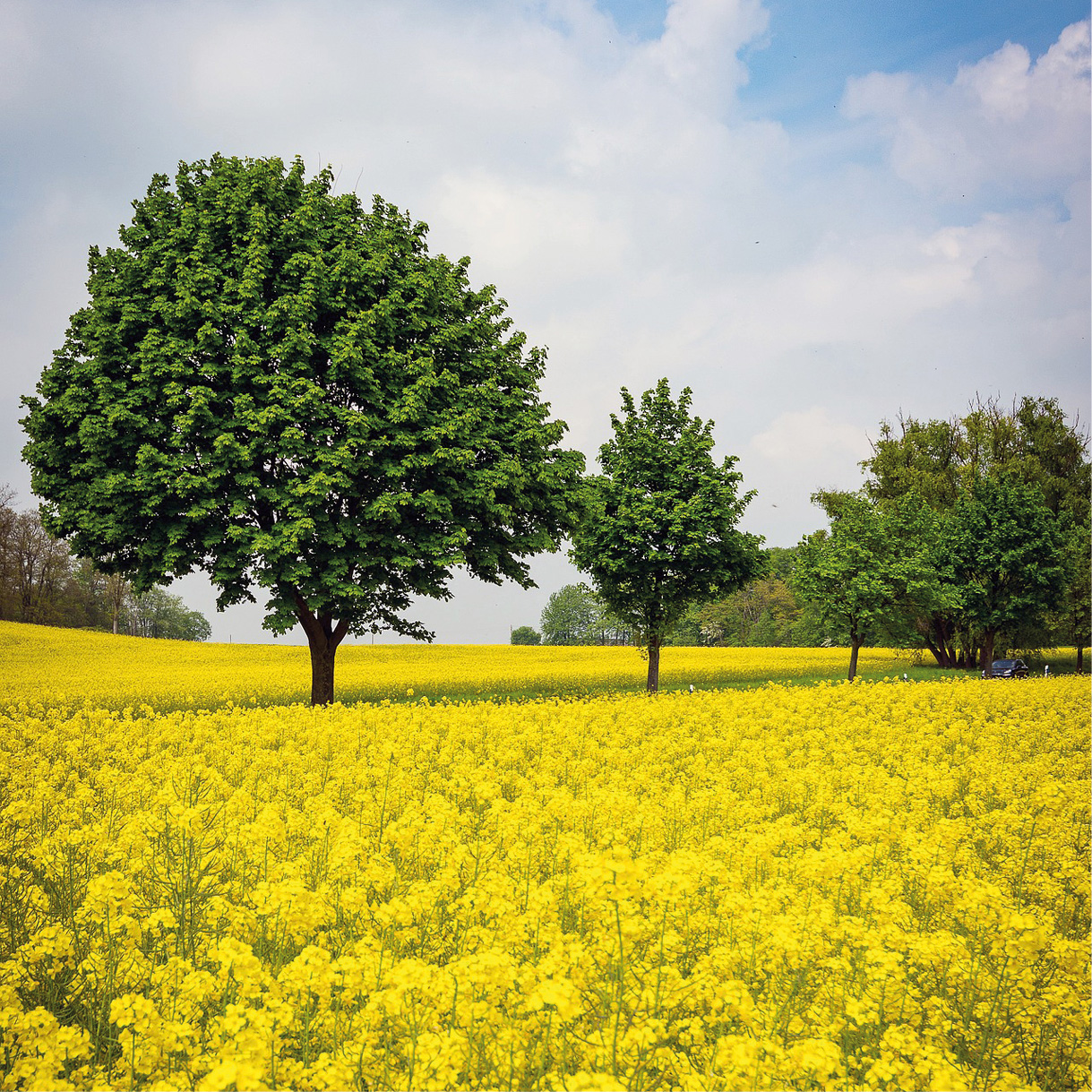 Gelbes Rapsfeld mit Bäumen