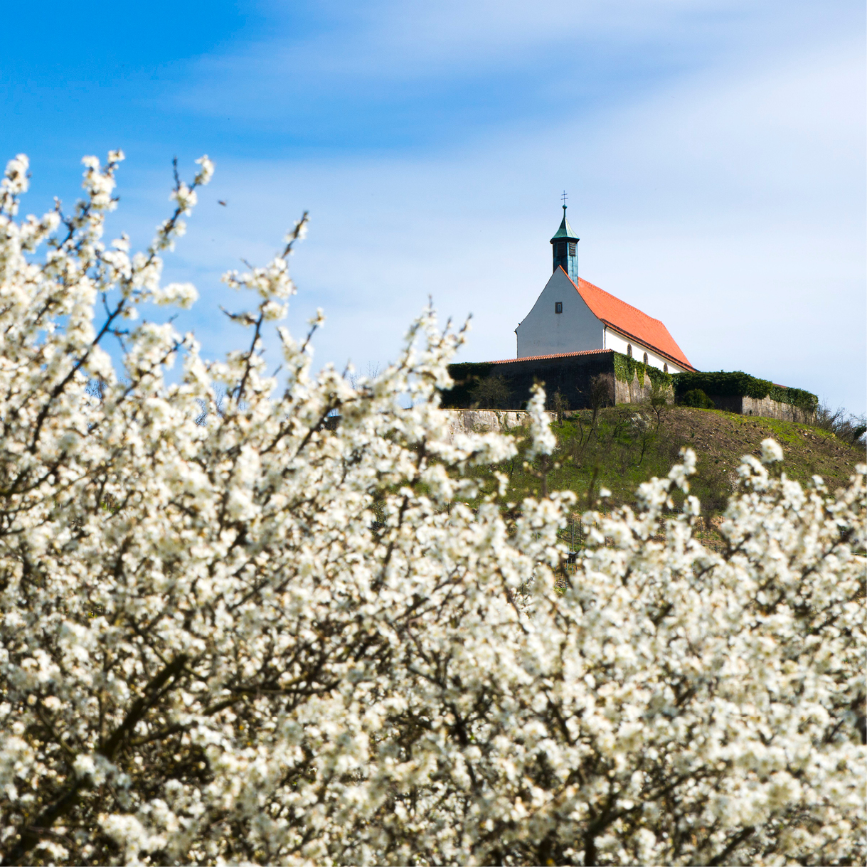 Apfelbaumblüte mit Wurmlinger Kapelle